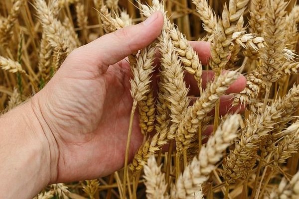 Quel est le salaire de base d'un ingénieur agronome ?
